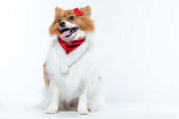 spitz com fantasia de natal e la&ccedil;o vermelho
