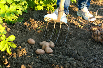 Man gathering potatoes in field