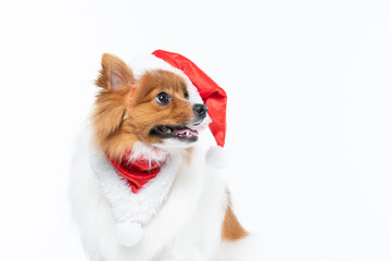 spitz com fantasia de natal e laço vermelho
