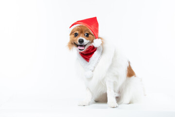 spitz com fantasia de natal e laço vermelho
