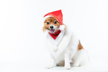 spitz com fantasia de natal e laço vermelho
