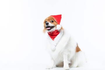 spitz com fantasia de natal e laço vermelho
