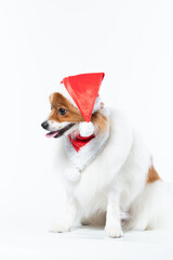 spitz com fantasia de natal e laço vermelho
