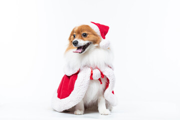 spitz com fantasia de natal e laço vermelho
