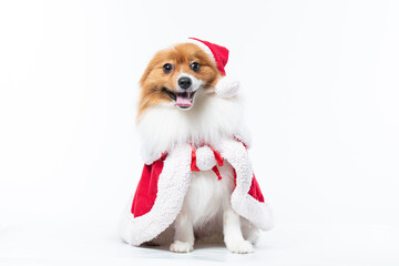 Cachorro spitz com fantasia de natal e manta vermelha