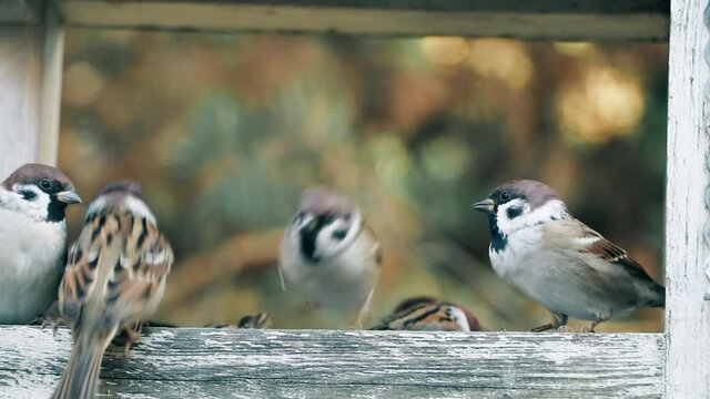 Feeder house with the  sparrow birds.A flock of sparrow in wooden feeder.Passer domesticus.Birds are feeding on sunny day.Taking care of birds.