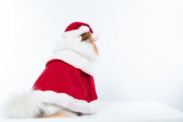 Obraz na płótnie Canvas Cachorro spitz com fantasia de natal e manta vermelha