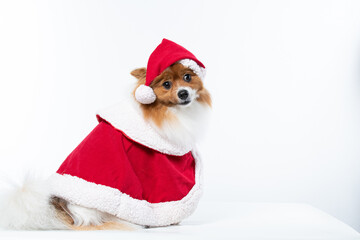 Cachorro spitz com fantasia de natal e manta vermelha