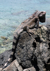 Iguana at Coki Beach, St, Thomas, US Virgin Islands in the Caribbean
