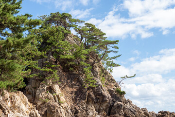 Beautiful view of trees on rock