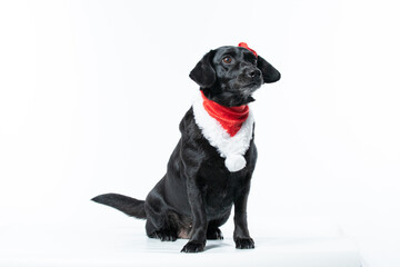 Cachorro preto com fantasia de natal