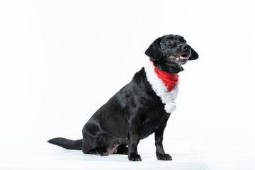 Naklejka premium Cachorro preto com fantasia de natal
