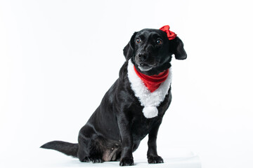 Cachorro preto com fantasia de natal