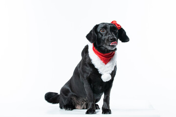 Cachorro preto com fantasia de natal e laço vermelho