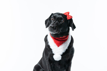 Cachorro preto com fantasia de natal e laço vermelho