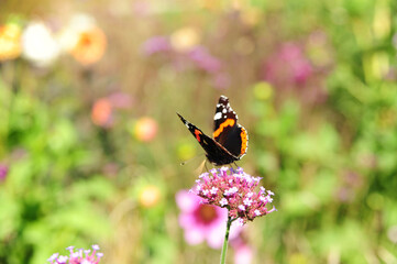 Soft focus of a red admiral butterfly on a clustertop vervain flowers at a meadow
