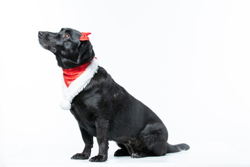 Cachorro preto com fantasia de natal e laço vermelho