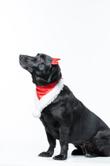 Cachorro preto com fantasia de natal e laço vermelho