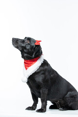 Obraz premium Cachorro preto com fantasia de natal e laço vermelho