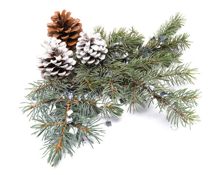 Fir branches and pine cones on white background