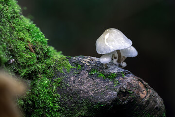 Fungi growing on a log in autumn, close up