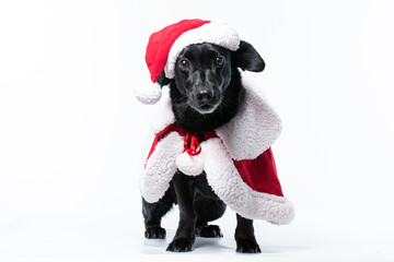 Cachorro preto com fantasia de natal