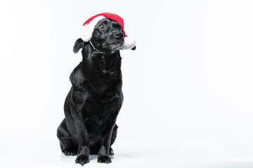 Obraz premium Cachorro preto com fantasia de natal