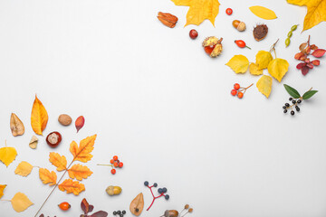 Autumn composition with natural forest decor on white background, closeup