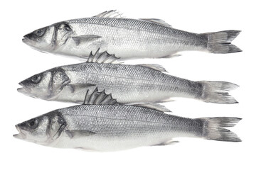 Fresh uncooked sea bass fish on white background