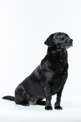 Cachorro preto em estudio olhando para os lados