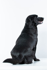 Cachorro preto em estudio olhando para os lados