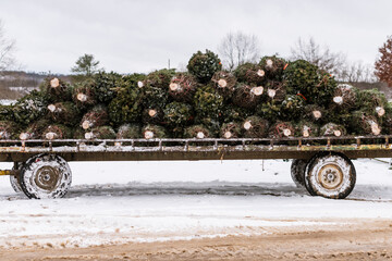 Fresh cut pine trees on a flatbed trailer.