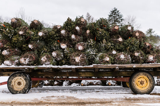 Fresh cut Pine trees on a flatbed trailer.
