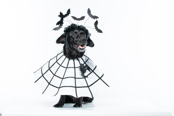 Cachorro preto com fantasia de morcego e teia de aranha Halloween