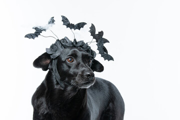 Cachorro preto com fantasia de morcego e teia de aranha Halloween