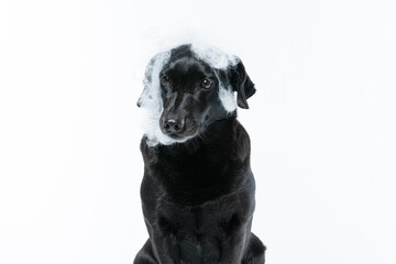 Cachorro preto com fantasia de morcego e teia de aranha Halloween