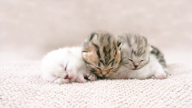 Newborn kittens sleep isolated on a blanket. Two kittens sleep on the third.
