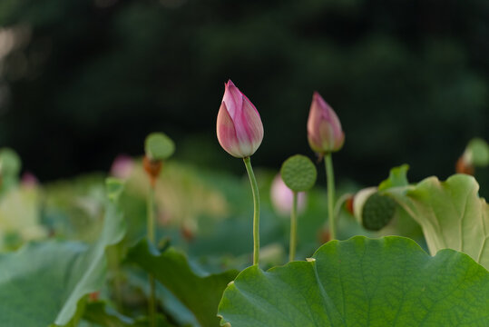 Different red summer lotus