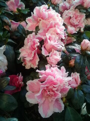 pink hydrangea flowers