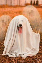 Dog Samoyed Husky Ghost in a white sheet with tongue, Halloween ghost mask