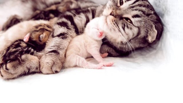Mom cat hugs the kitten. Cat kitten close-up. Newborn kitten. Purebred Scottish cats.