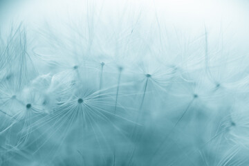 Beautiful dandelion seeds close up blowing in light gentle background. 
