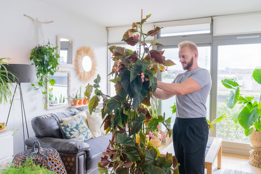 Man Tiding up a plant at Home