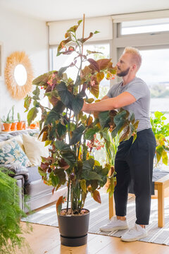 Man Tiding up a plant at Home