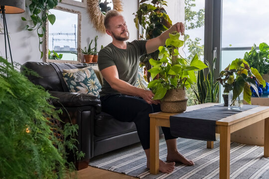 Man Tiding up a plant at Home