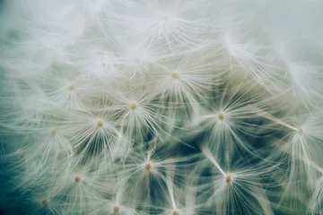 Rolgordijnen Beautiful dandelion seeds close up blowing in light gentle background.   © Amar