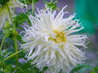 満開に咲き誇るダリアのお花畑