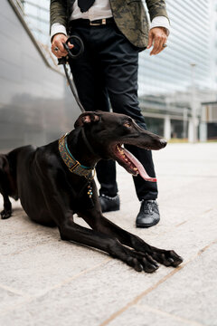 Adult Man walking outdoor with his dog in the city