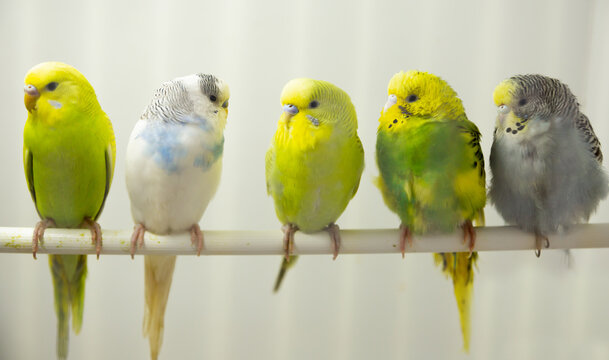 Closeup of colorful domesticated budgerigars sitting on perch in bird cage