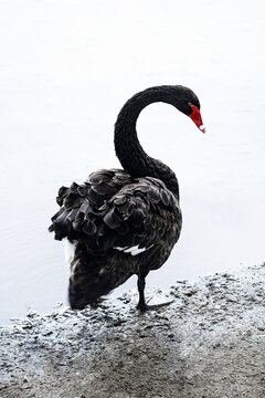 Black swan near water
